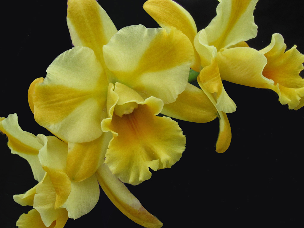 Yellow Orchid by Priscilla Farrell
