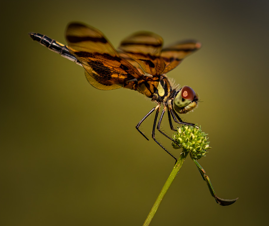 Halloween Pennant by Richard Story