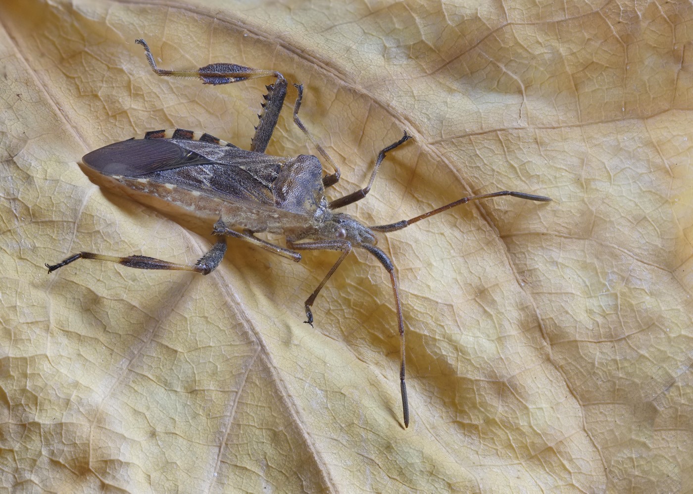 Box Elder bug by Neal R. Thompson, M.D.