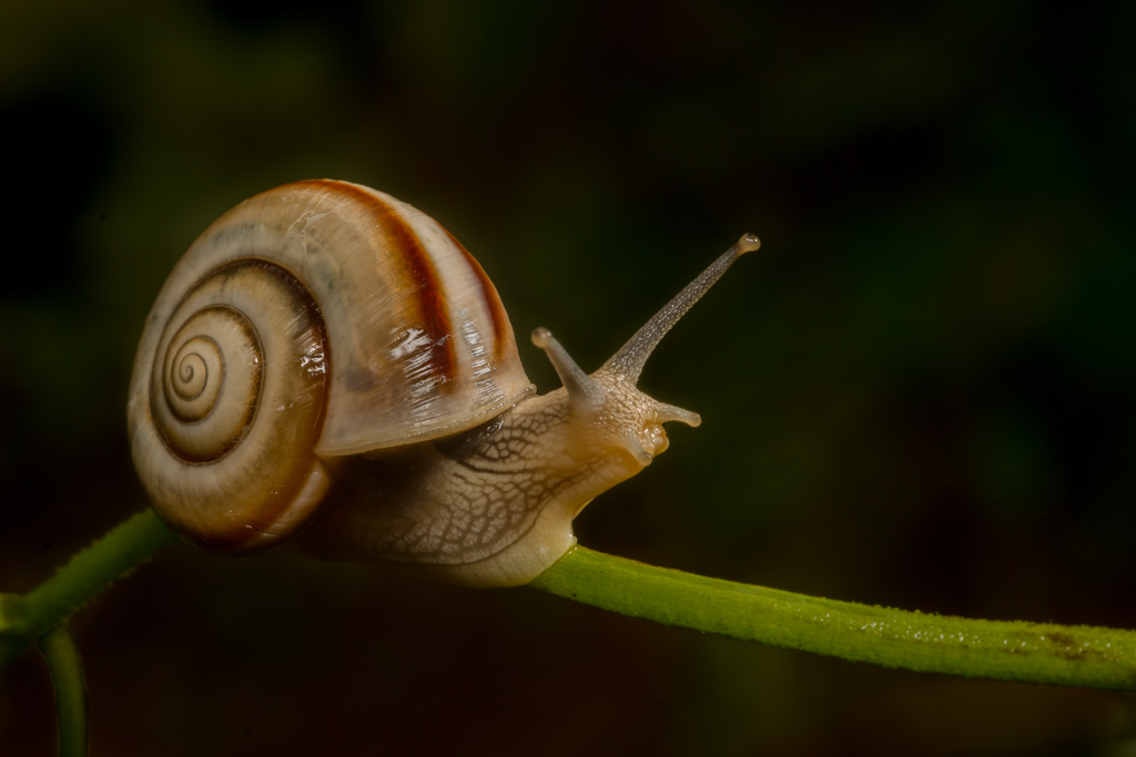 Snail by Madhusudhan Srinivasan