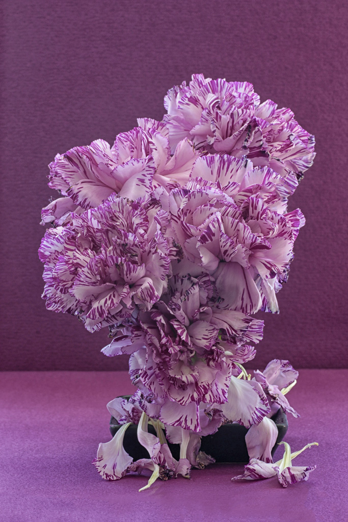 Purple Carnations by Priscilla Farrell