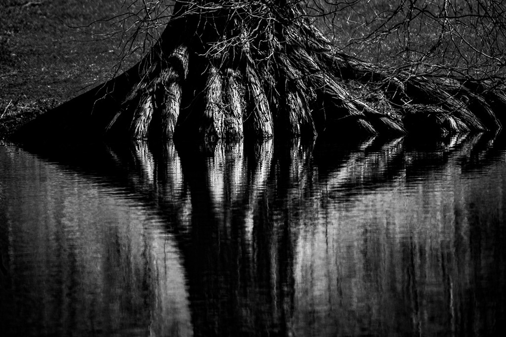 Tree Root by Don York
