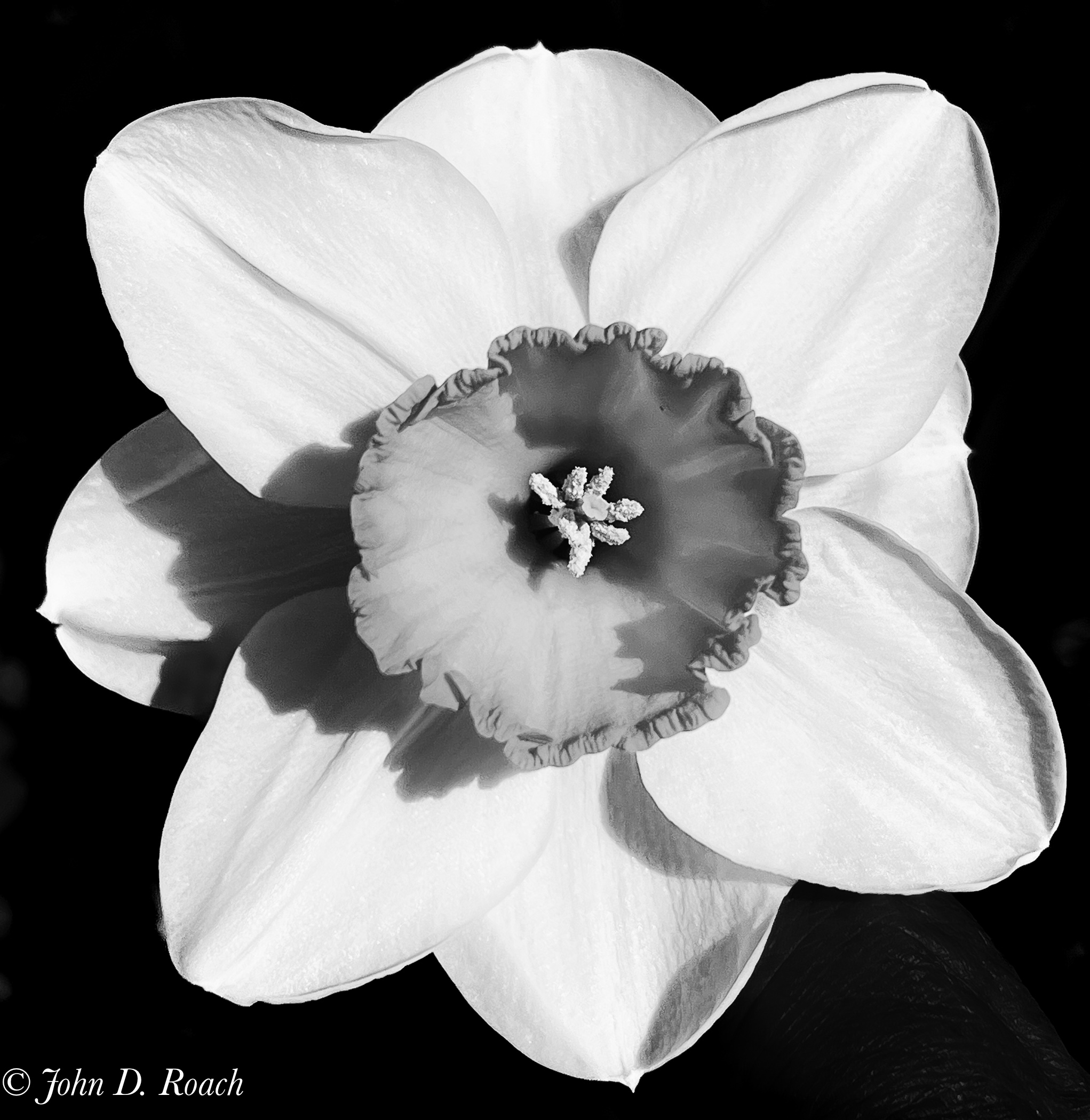 Daffodil by John Roach