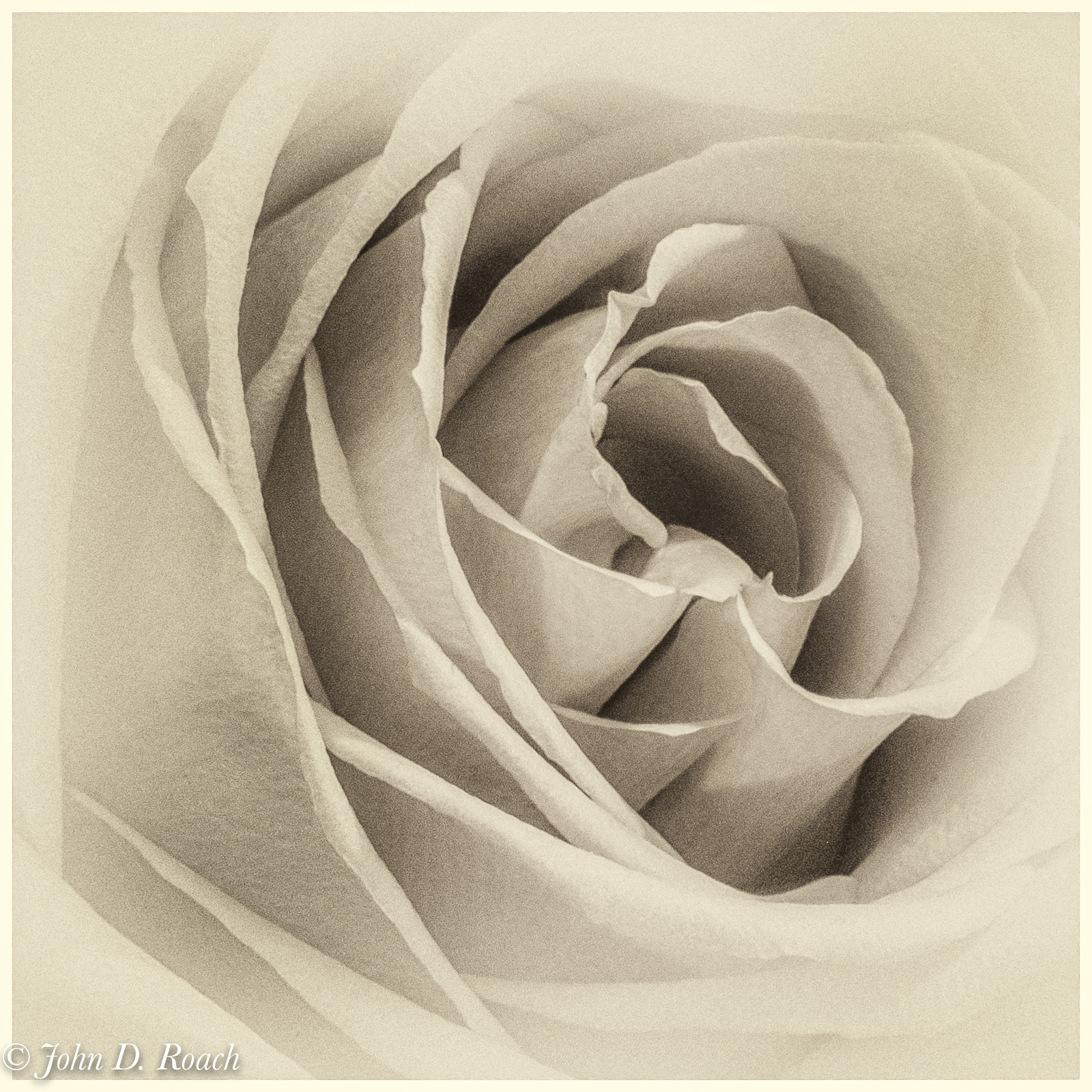 Rose by John Roach
