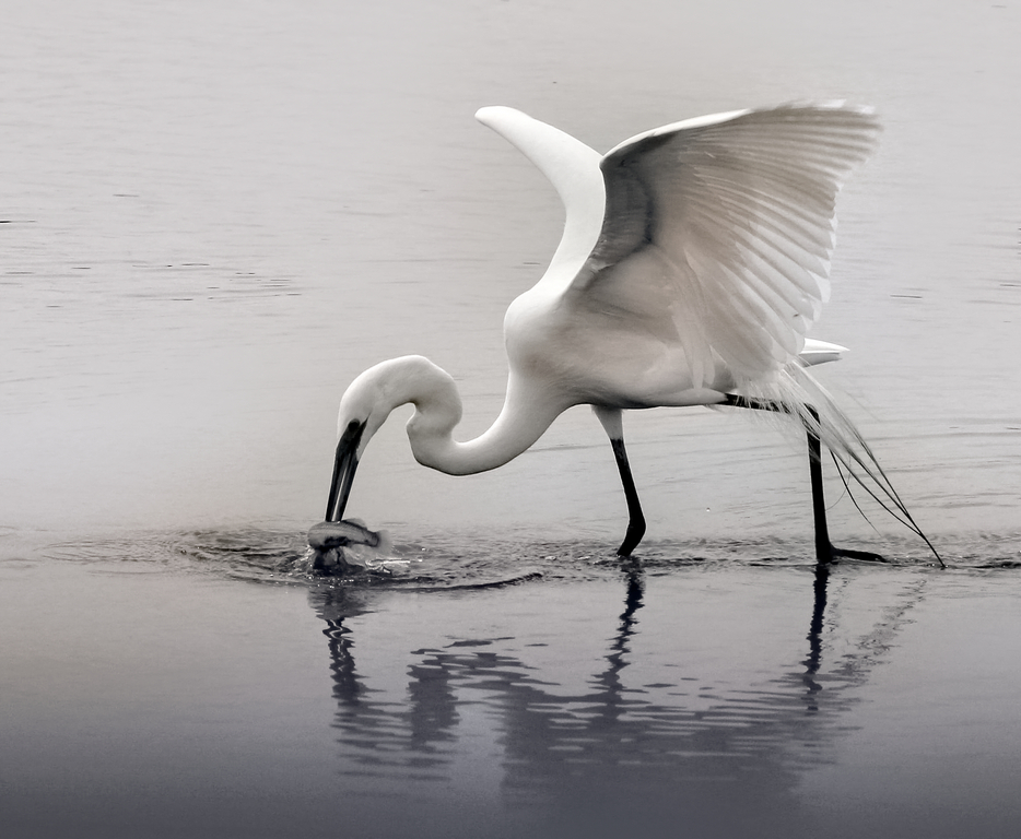 Successful Egret Hunter by Jerry Snyder