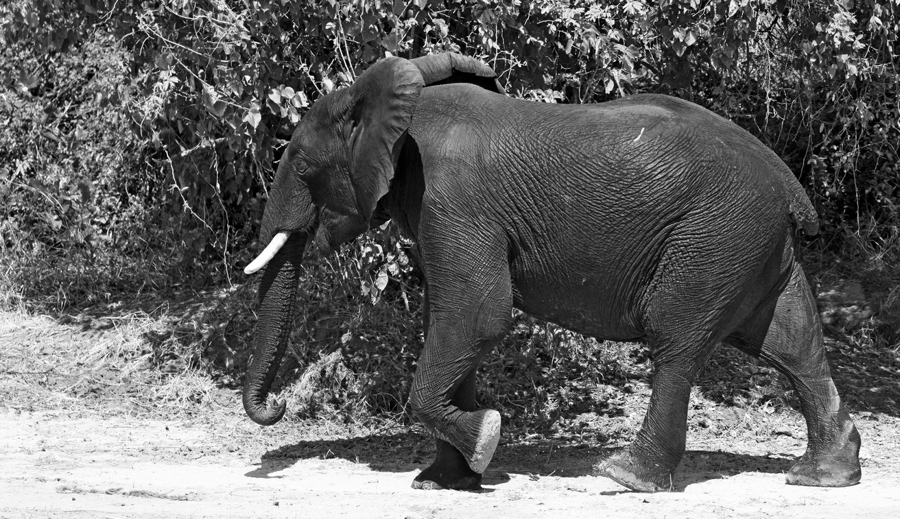 Clean Elephant by Jerry Snyder