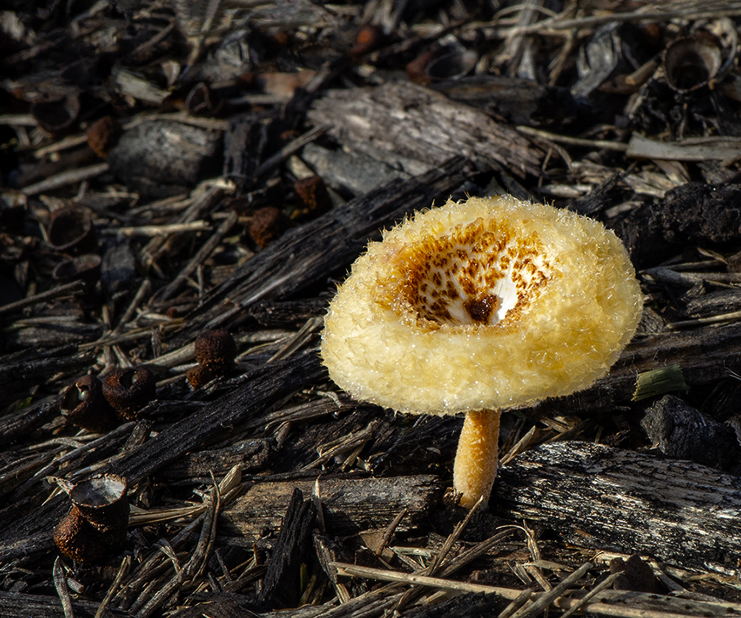A Yellow Mushroom  by Lynne Hollingsworth