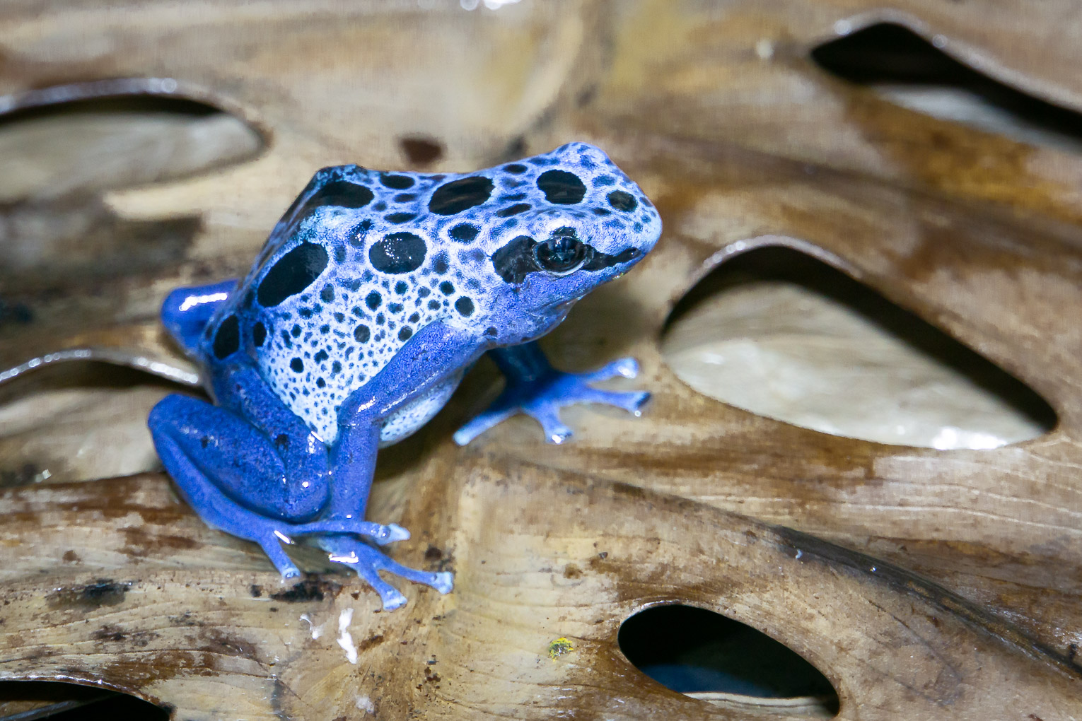 blue frog by Angela Chan