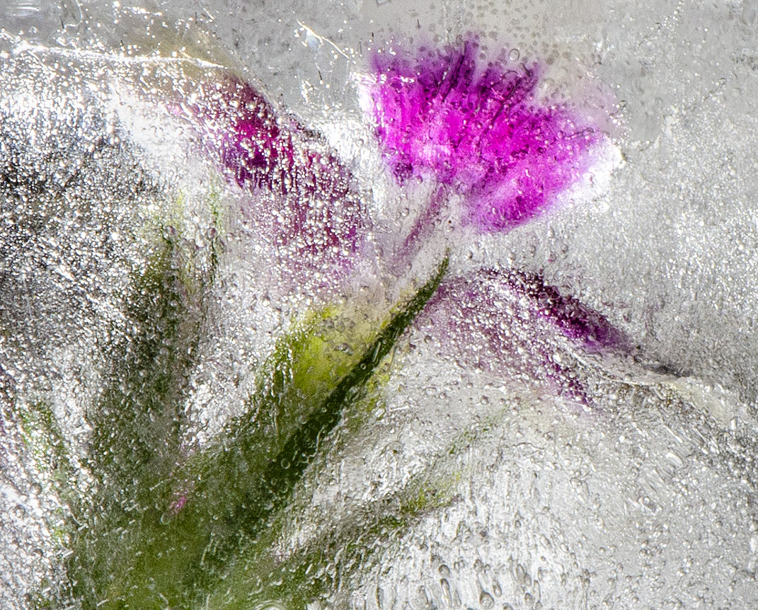 Frozen Pink Flower by Lynne Hollingsworth