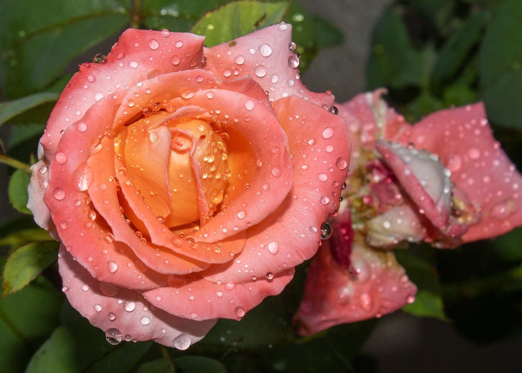 Rose by Vinod Kulkarni