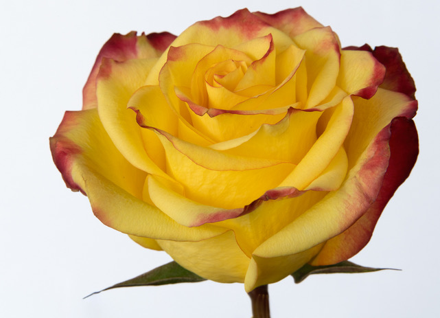 Yellow Rose by Diana Duffey