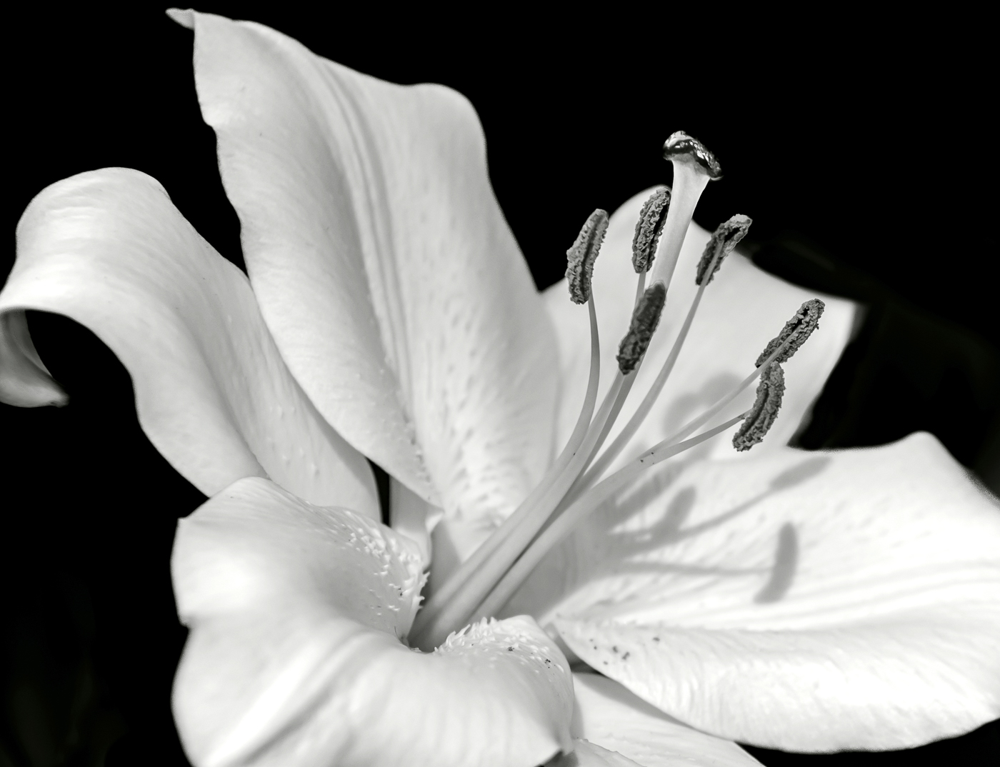  Timeless by Jodi Carlino