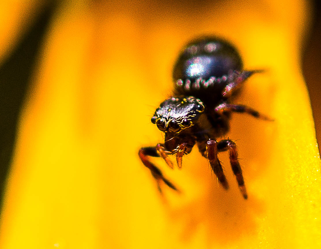 Tiny Spider by Elaine Hoffman