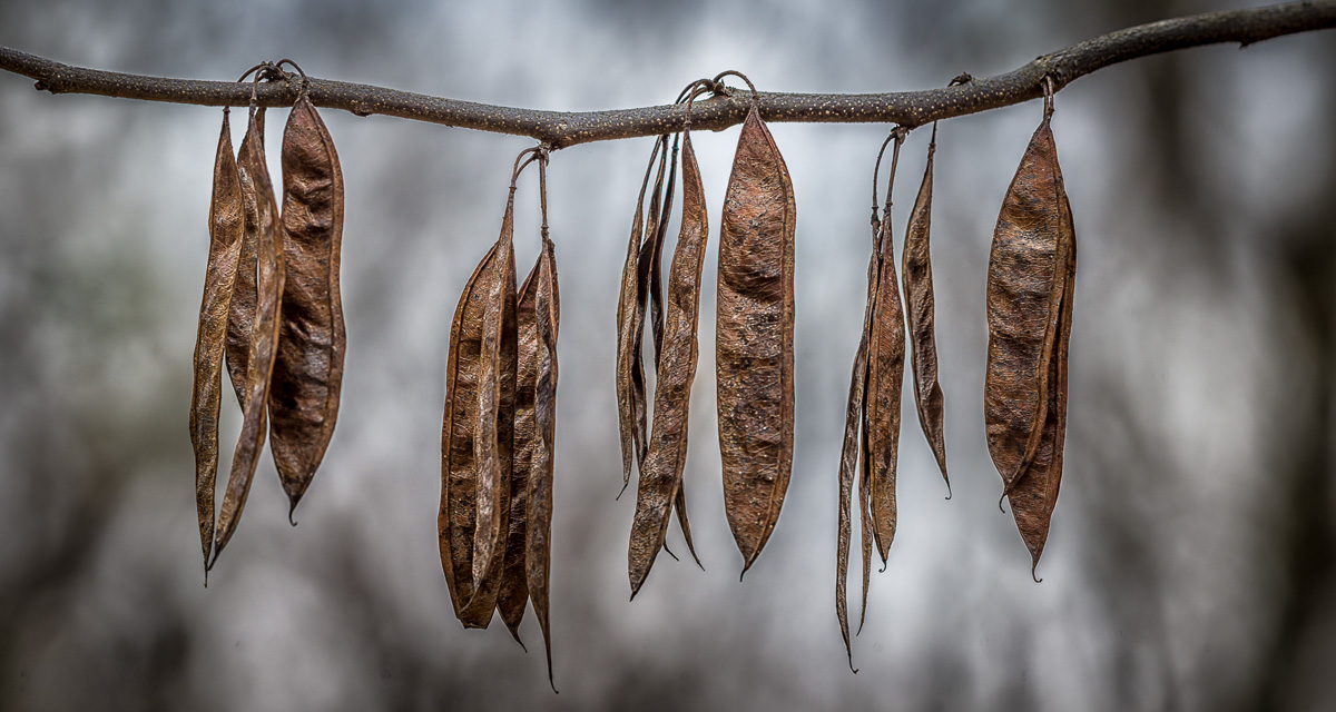 Droopy Leaves by Jeff Fleisher