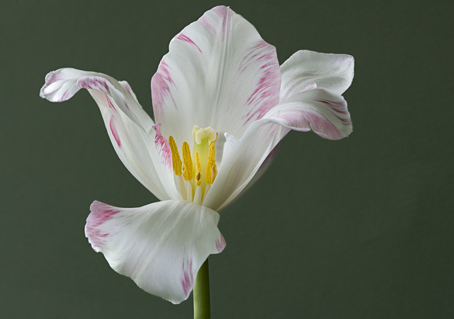 Tulip by Diana Duffey