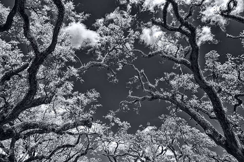 Tree Canopy by Melanie Hurwitz