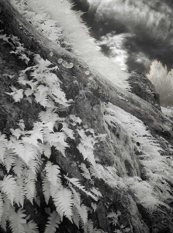 Cascading Ferns by Jack Florence Jr
