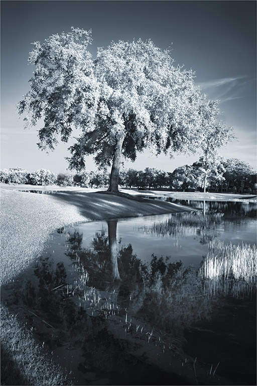 Tree Reflected by Melanie Hurwitz