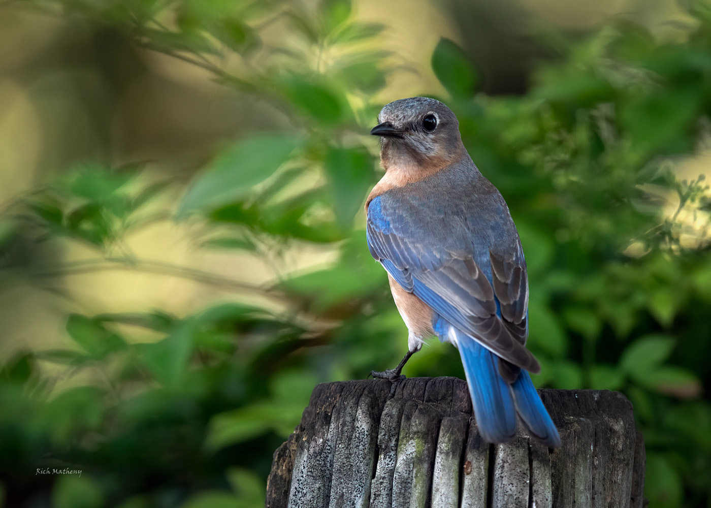 Female Blue Bird by Richard Matheny