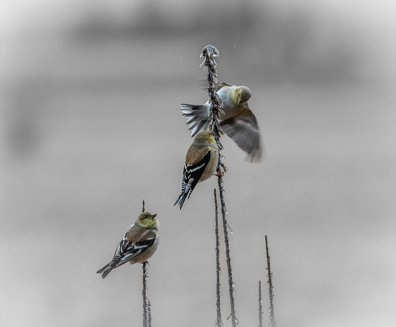 Goldfinches on Liatris by Michael Weatherford