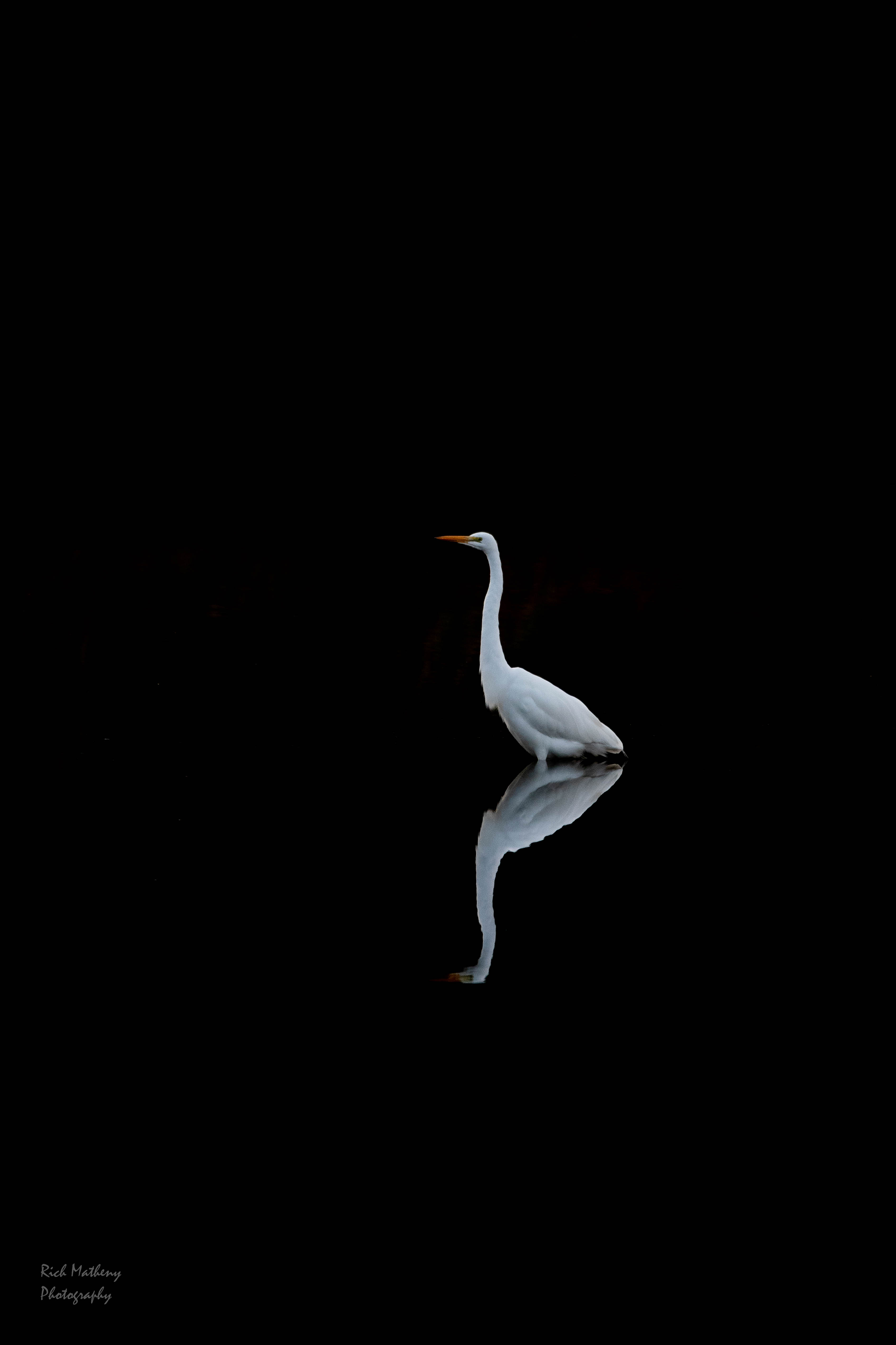 Great Egret by Richard Matheny