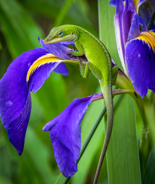 Green Anole by Michael Weatherford