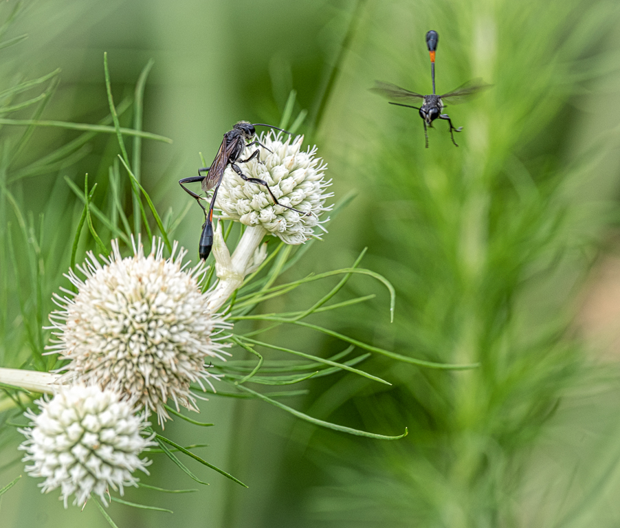 Thread-waisted Wasps by Michael Weatherford