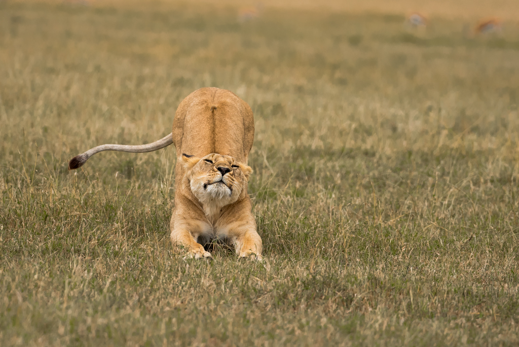 Lioness by Madhusudhan Srinivasan
