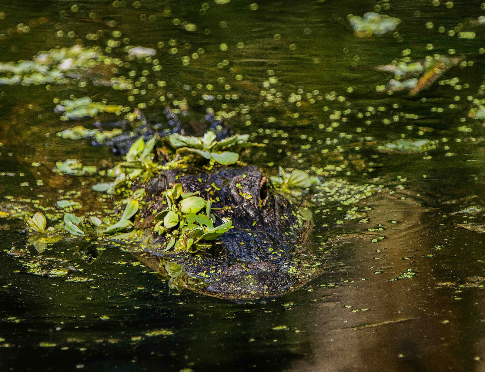 Sneaky Gator by Larry Treadwell