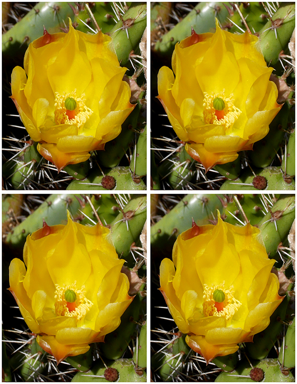 Cactus Blossom by Barry Rothstein
