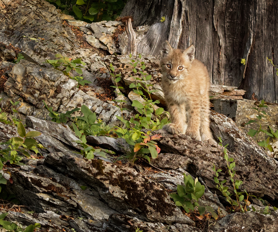 Siberian Lynx Kitten by Brenda Fishbaugh, QPSA