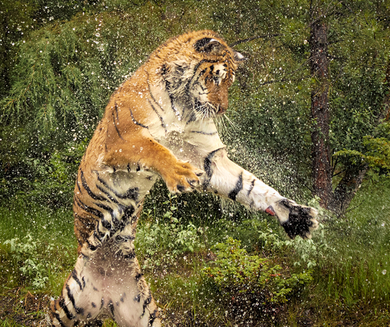 Siberian Tiger by Brenda Fishbaugh, QPSA