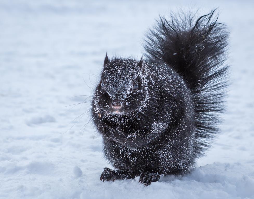 Black Squirrel by Pierre Williot
