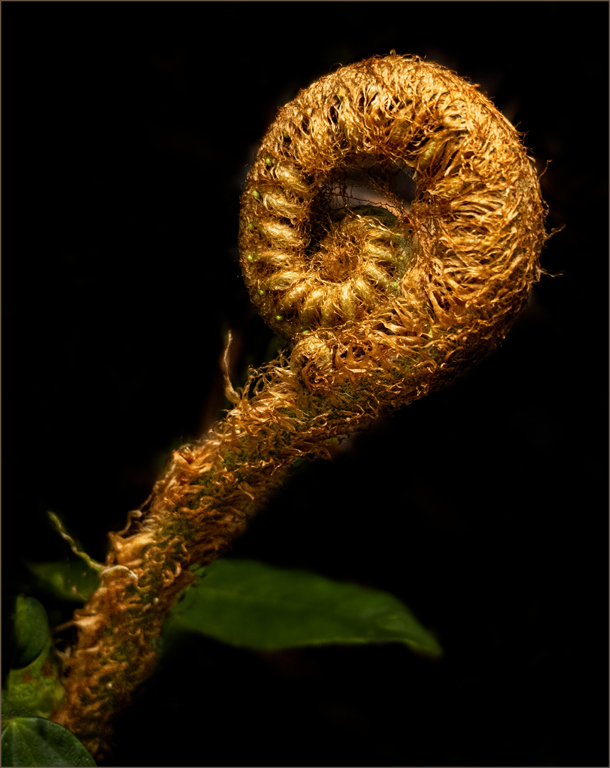 Fiddlehead Fern by Candy Childrey, PPSA