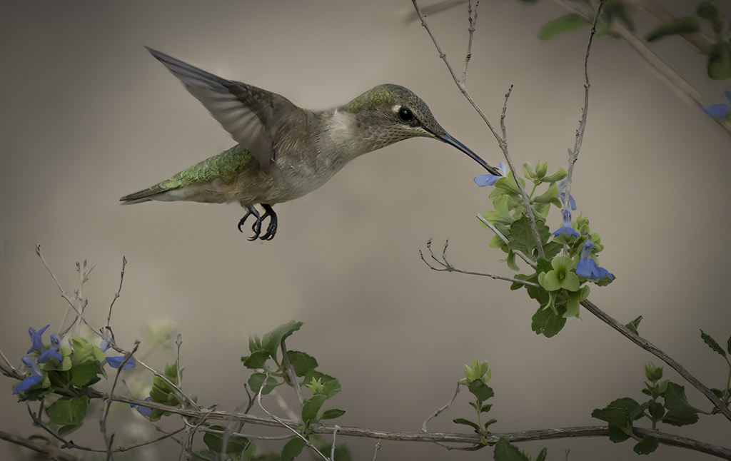 Hummingbird by Dean Ginther