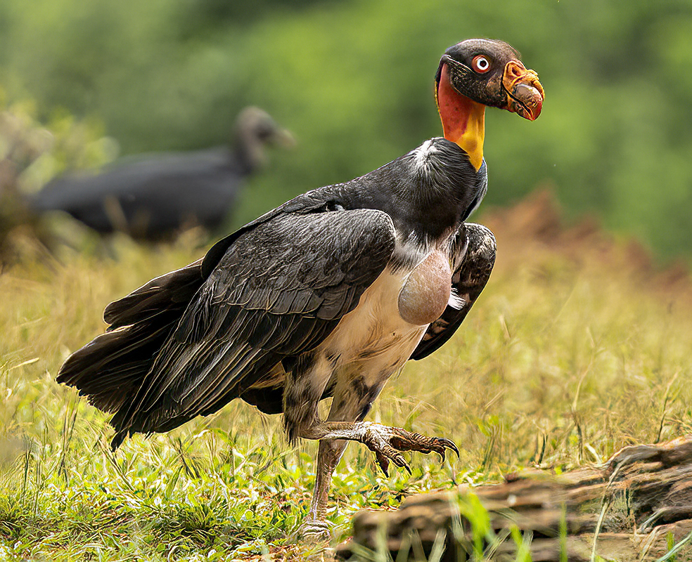 King Vulture by Mervyn Hurwitz