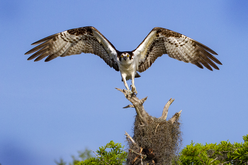 Osprey Leaving the Nest by Mervyn Hurwitz