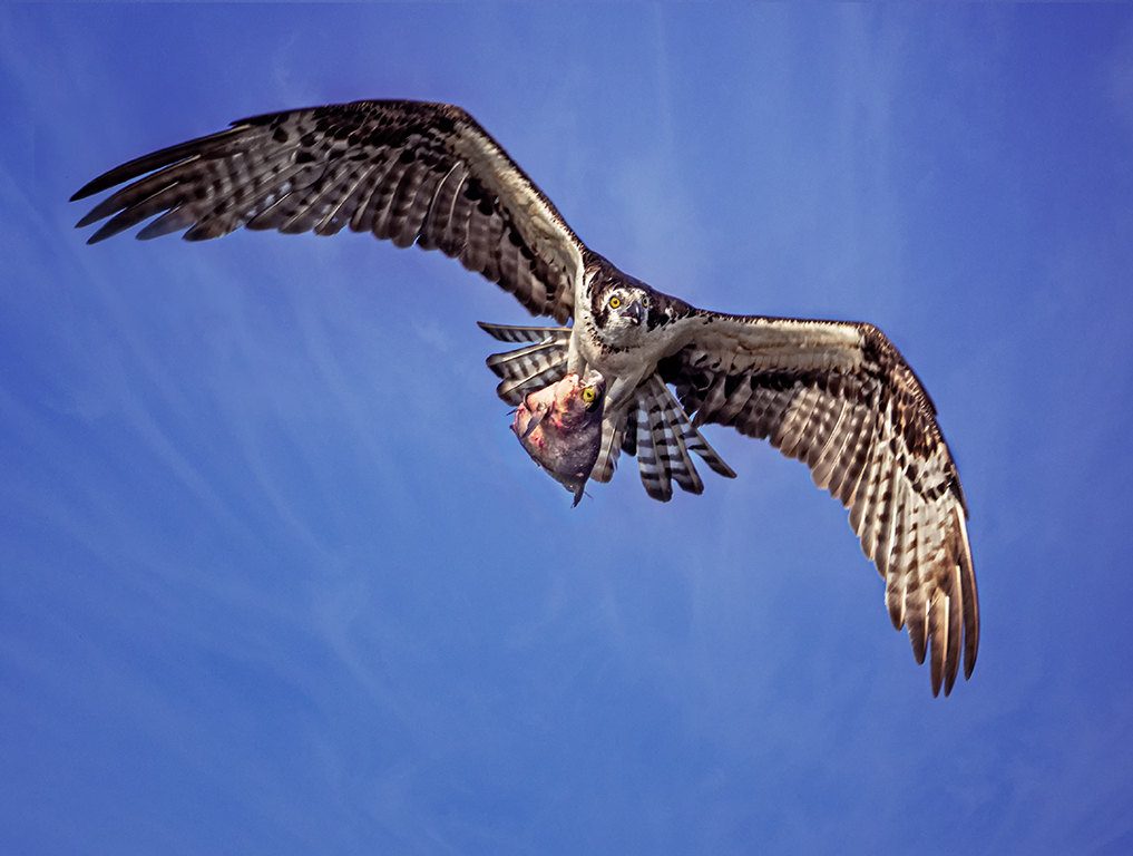 Osprey With Fish by Candy Childrey, PPSA
