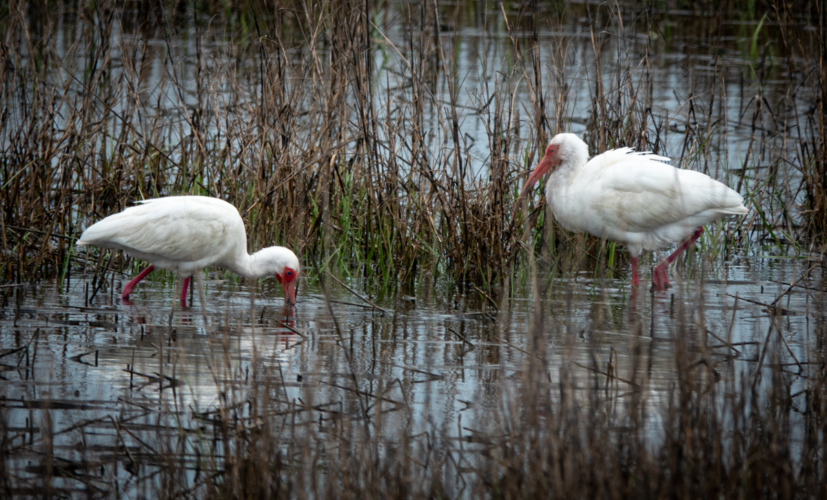White Ibis by Dean Ginther