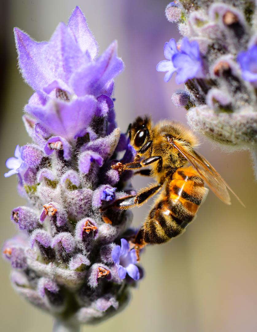 Bee In My Garden by Geoff Wiggins, FAPS