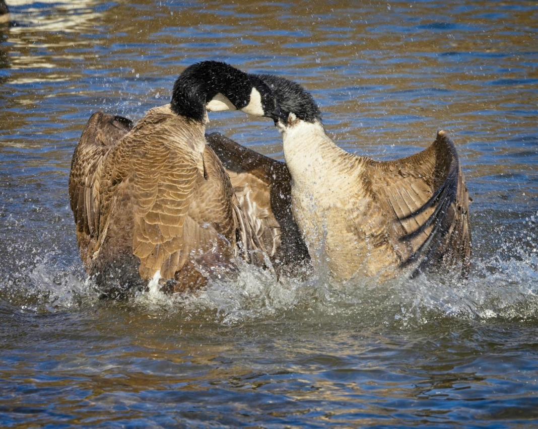 Territorial Canada Geese by Pierre Williot