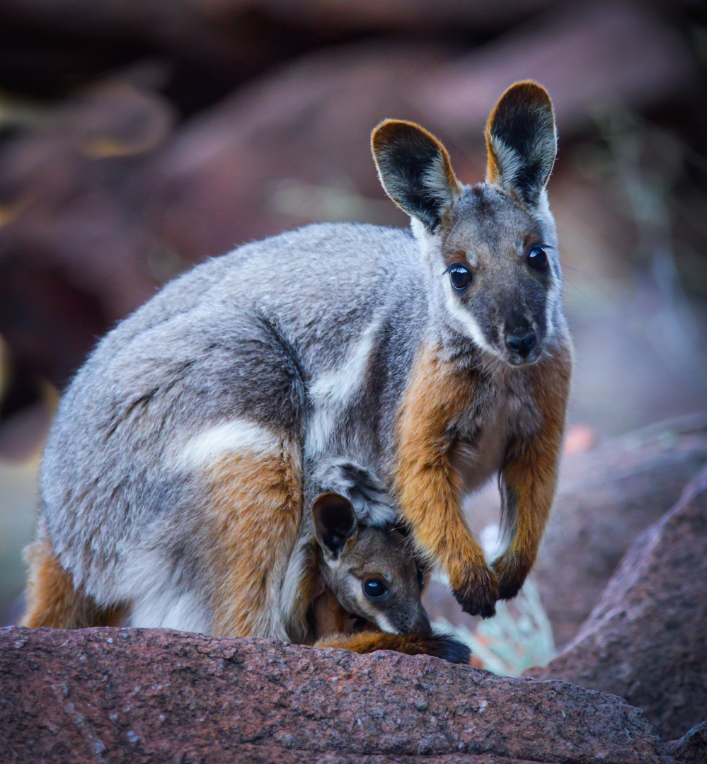 Yellow Footed Rock Wallaby by Geoff Wiggins, FAPS