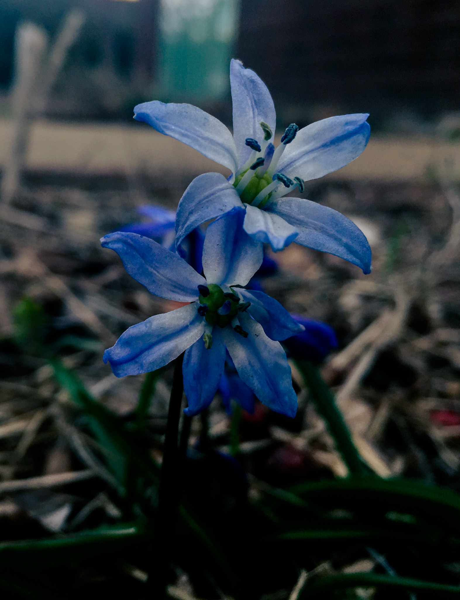 Blue Flowers by Jacob Wat