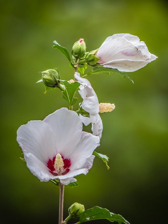 Swamp Rose Mallow by Pierre Williot