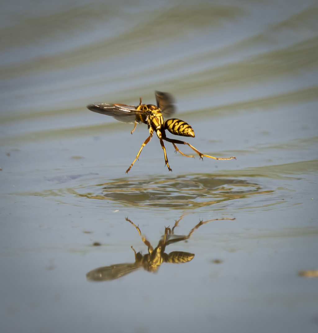 Wasp by Dean Ginther