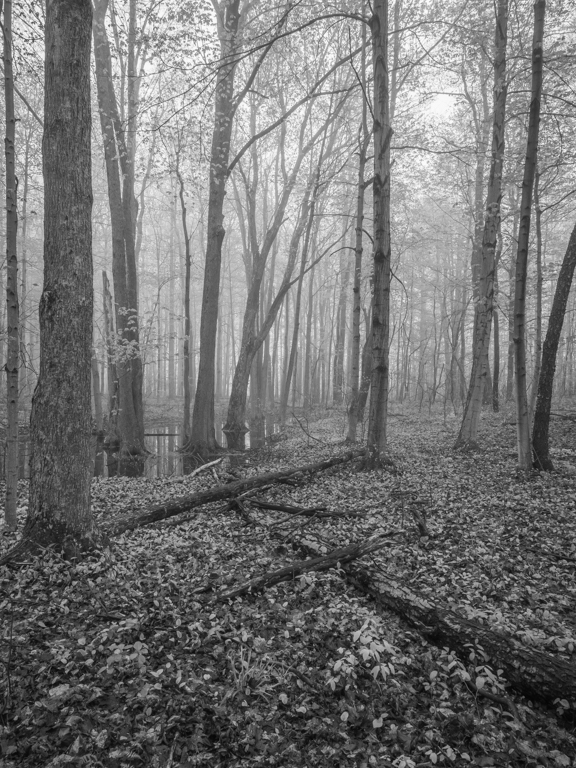  Foggy morning in the woods. by Pierre Williot