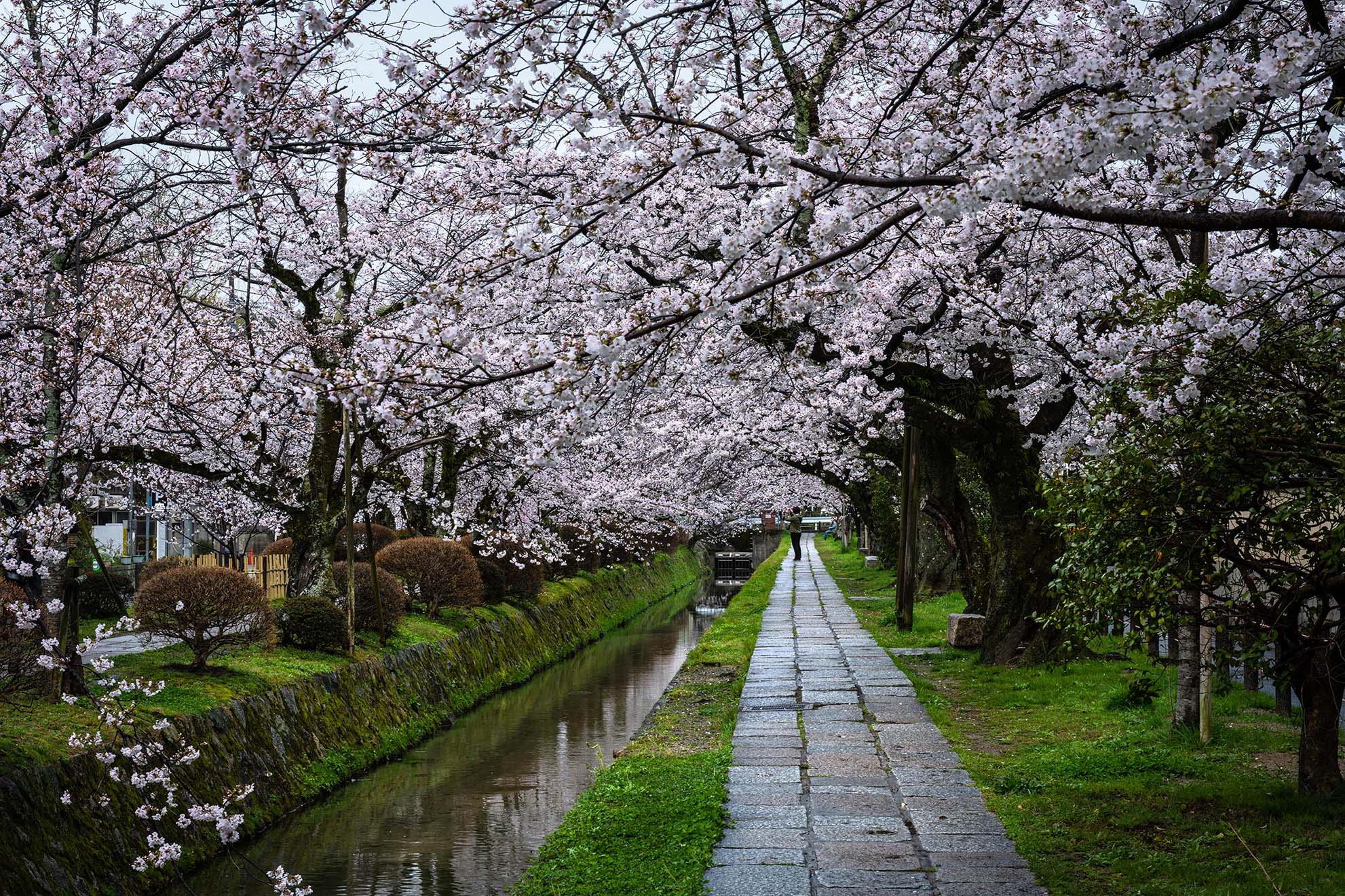 Cherry Blossom at Kyoto Japan by John Zhu