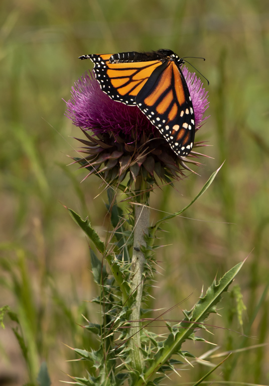 Monarch Butterfly by Mike Patterson