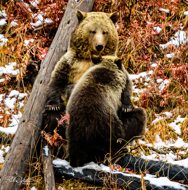Nursing Bear Cub by Randy Dykstra