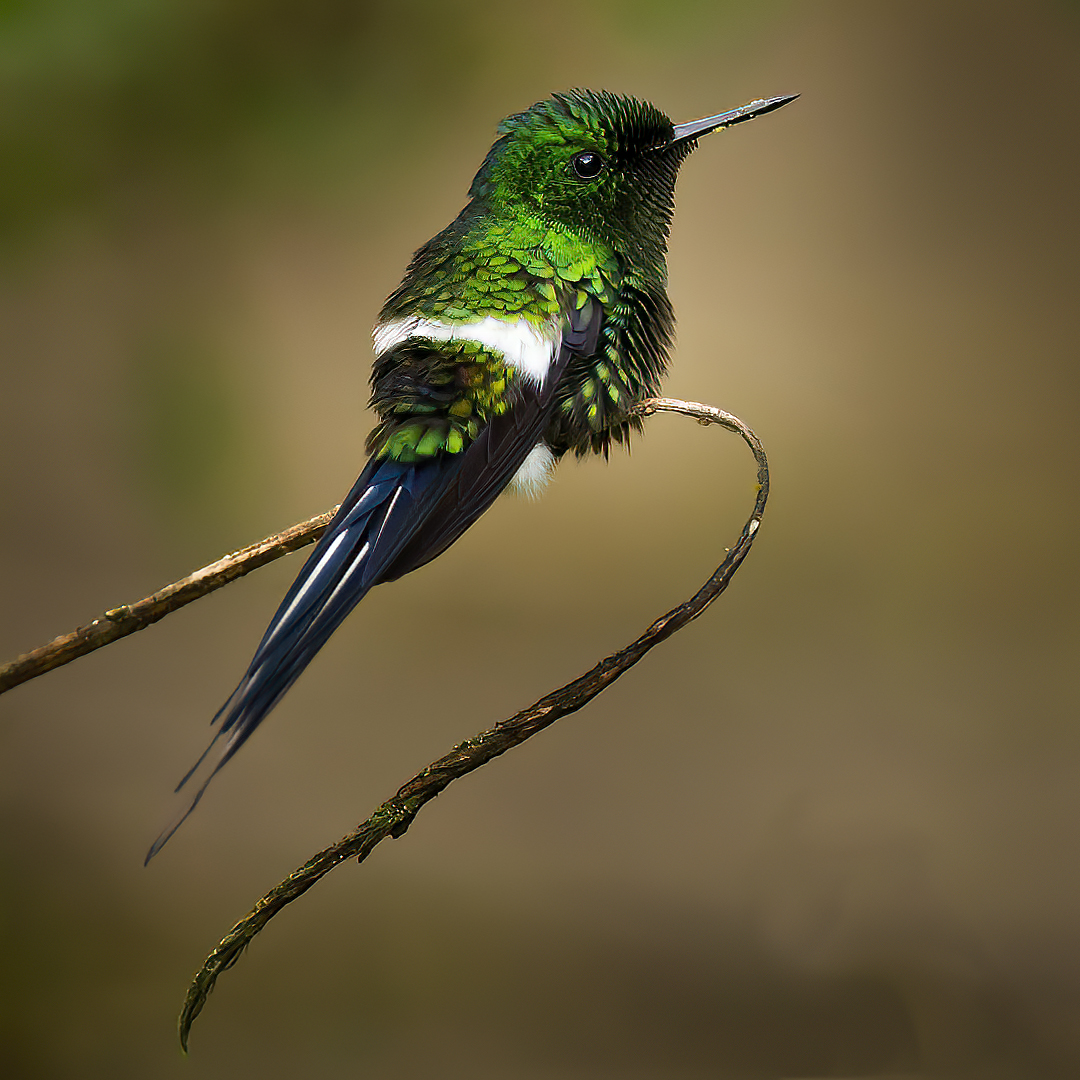 Humming Bird by Bruce Benson